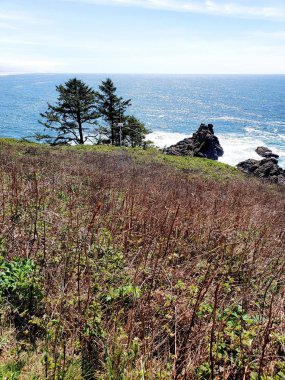 Yaquina Head'de engebeli kayalıklar