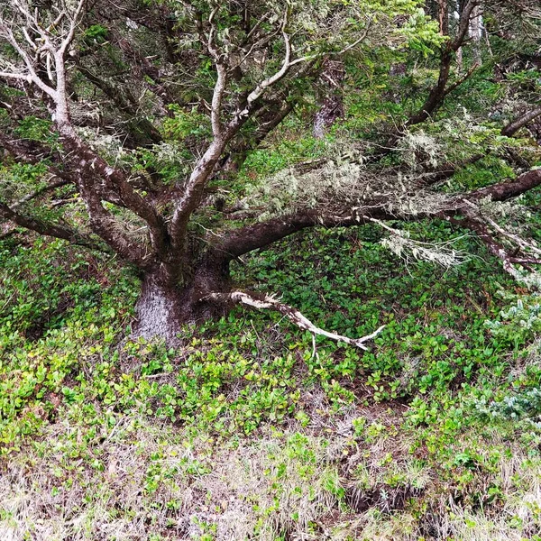 Large Tree Steep Hill Forests Central Oregon Coast Spring Morning — Stock Photo, Image