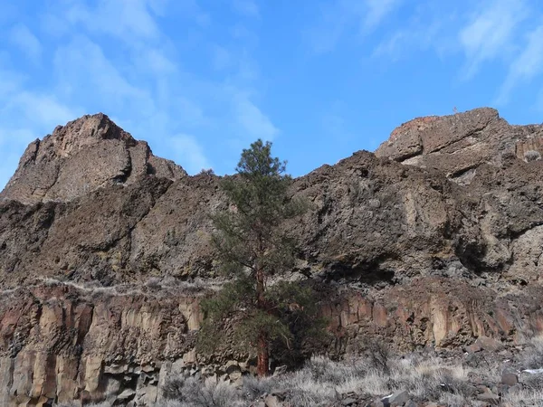 中央オレゴン州の晴れた冬の日に豊かな青空を持つ険しい玄武岩の崖に対して 孤独で背の高いポンデローザ松の木が目立ちます — ストック写真