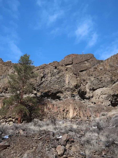 Самотній Високий Жовта Сосна Дерево Виділяється Проти Міцний Скелі Базальту — стокове фото
