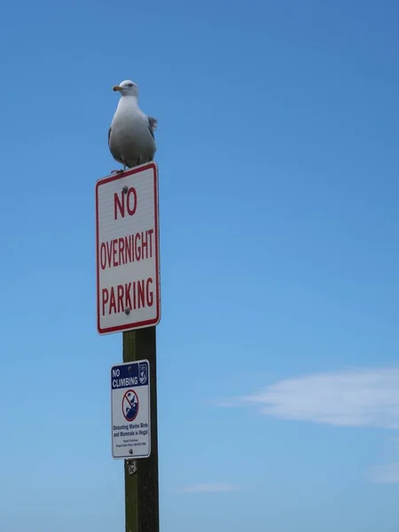 Ένας Γλάρος Στέκεται Στην Πινακίδα Χωρίς Παρκάρισμα Στην Ακτή Του — Φωτογραφία Αρχείου