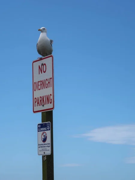 Gabbiano Erge Cartello Parking Sulla Costa Dell Oregon Dimostrando Che — Foto Stock