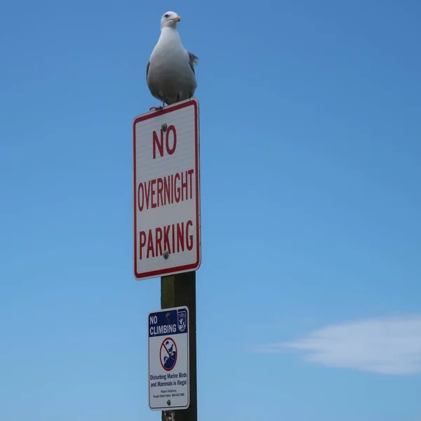 一只海鸥站在俄勒冈州海岸的 禁止停车 标志上 证明他可以停车到任何他想去的地方 — 图库照片