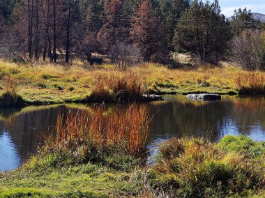 Deschutes Nehri, güneşli bir sonbahar gününde sonbahar renginde parlak yeşilliklerle dolu bankalarıyla Central Oregon'daki Cline Falls State Park'ta huzurlu bir şekilde akar.. 