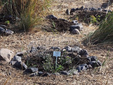 Bitkiler Monarch kelebekler için bir yol istasyonu sağlamak için orta Oregon Crooked River Wetlands özel bir ortamda yetiştirilen olan. 