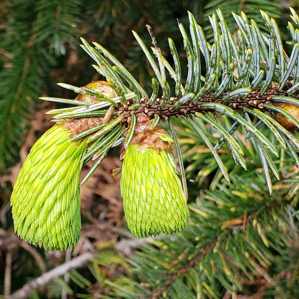 Detalles Finos Conos Verdes Que Desarrollan Árbol Siempreverde Primavera Costa — Foto de Stock