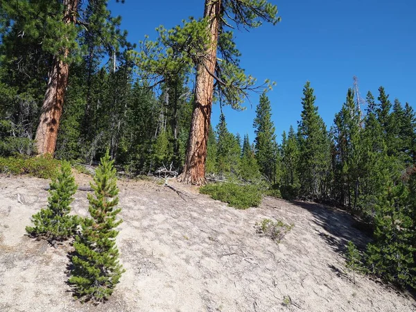 丘の上の大きくて背の高いポンデローザ松の木は 晴れた夏の朝に中央オレゴン州の明るい青空に達します — ストック写真