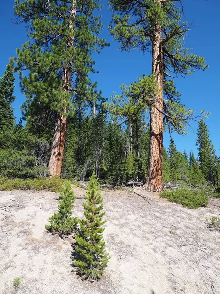 Pinos Ponderosos Grandes Altos Una Colina Alcanzan Cielo Azul Brillante — Foto de Stock