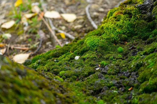 Green moss wraps around mountain rocks. it is soft and has spread to the entire territory — Stock Photo, Image