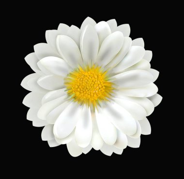 Siyah arka planda güzel bir papatya çiçeği