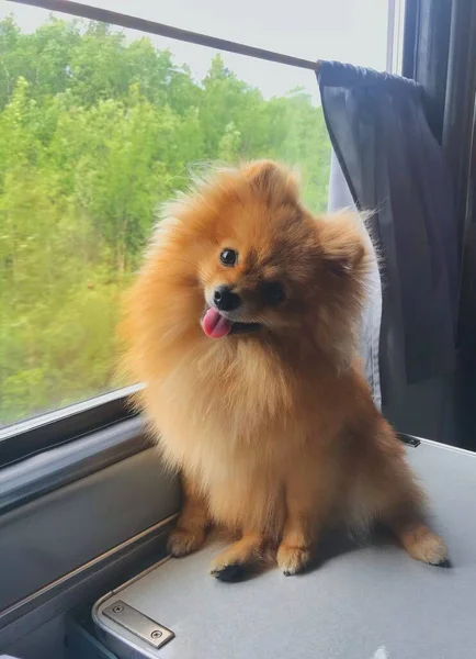 Küçük bir Alman Spitz köpeği tren vagonunda dilini gösteriyor..