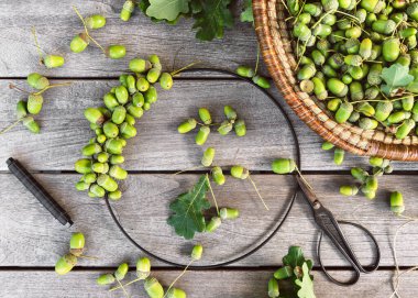 Adım 2. Çerçeveye meşe palamudunu saplarını bağlayarak ya da onları sicim tabanına yapıştırarak ekleyin. Çemberin etrafından dolaşıp meşe palamutlarını birbirine yaklaştırın. Adım adım DIY konsepti.