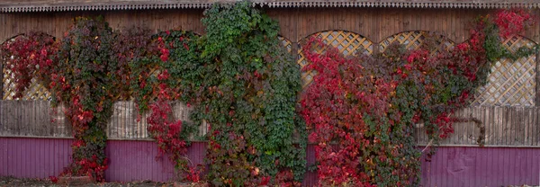 Осенний Плющ Стена Покрыта Разноцветными Листьями Плюща Фон Осенних Листьев — стоковое фото