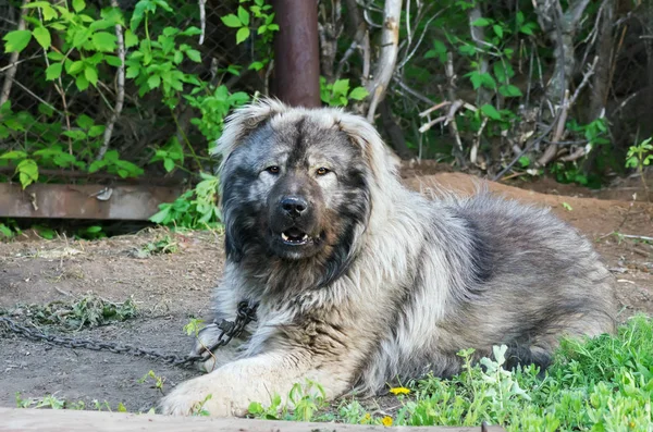 Caucasian Shepherd Dog on a chain in the courtyard of a village house. Photo taken in Russia, in the countryside