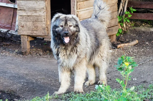 Caucasian shepherd dog near the kennel in the courtyard of the village house. Photo taken in Russia, in the countryside