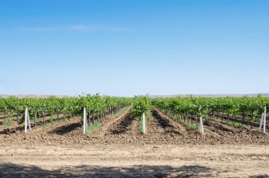 Üzüm çiftlik mavi gökyüzü. Rusya, Krasnodar bölgesi, Taman Yarımadası