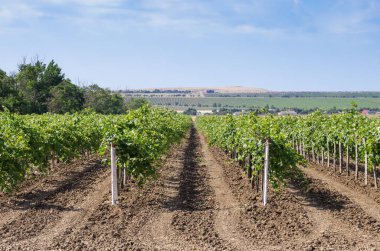 Üzüm çiftlik mavi gökyüzü. Rusya, Krasnodar bölgesi, Taman Yarımadası