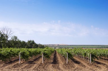 Üzüm çiftlik mavi gökyüzü. Rusya, Krasnodar bölgesi, Taman Yarımadası