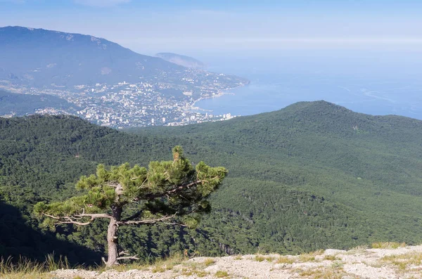 Pine on the mountainside. Resort city by the sea. Republic of Crimea, Yalta. 06.13.2018: View of Yalta and the Black Sea from Mount Ai-Petri