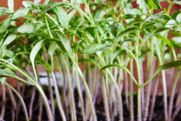 Tomato seedlings. Tomato sprouts grown in indoor conditions, for subsequent planting in the ground