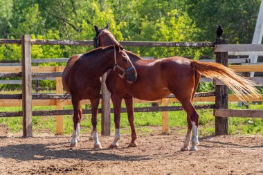 Yeşil yaprakların arasında, bir yaz otlağında iki körfez atı. Fotoğraf Rusya 'da, Orenburg' da çekildi.