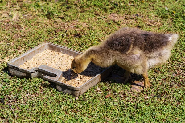 A gosling eats bird feed from a feeder on a green lawn in the courtyard of a rural house. Photo taken in Russia, in the countryside