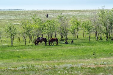 Orenburg, Rusya - 26 Mayıs 2020: Bir ağacın gölgesinde dinlenen tüylü çim bozkırında çoban