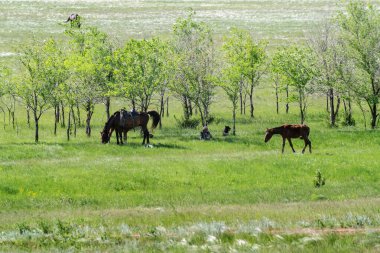 Orenburg, Rusya - 26 Mayıs 2020: Bir ağacın gölgesinde dinlenen tüylü çim bozkırında çoban