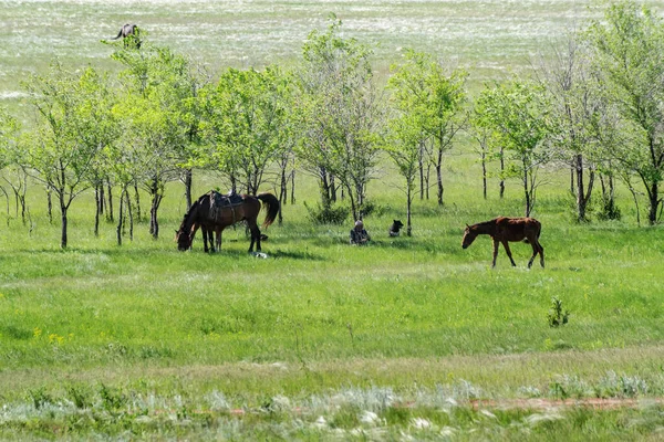 Orenburg, Rusya - 26 Mayıs 2020: Bir ağacın gölgesinde dinlenen tüylü çim bozkırında çoban