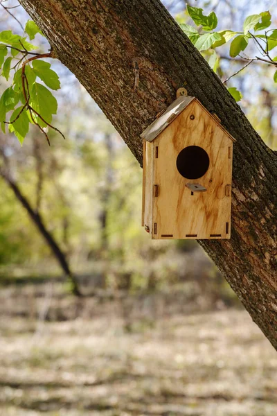 Şehir Parkındaki Bir Ağaç Gövdesine Bağlı Ahşap Kuş Evi Fotoğraf — Stok fotoğraf