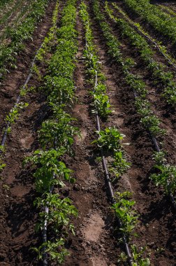 Çiftlik alanında sulama sistemi