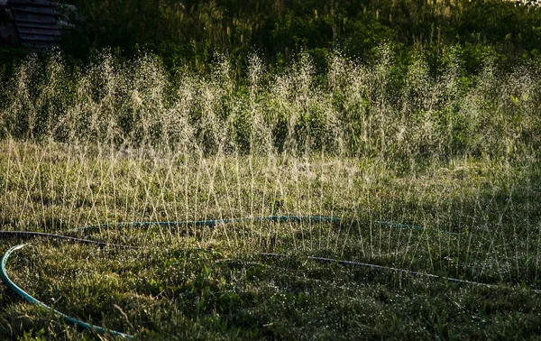 Water sprinkler wetting the front yard grass in the garden. Irrigation with sprinkler system