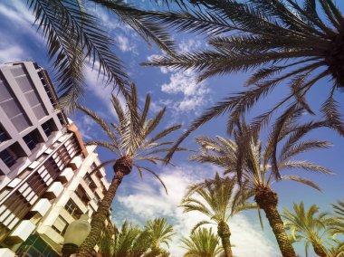 Alt görünümü palmiye ağaçları ve cityscapes balık göz.