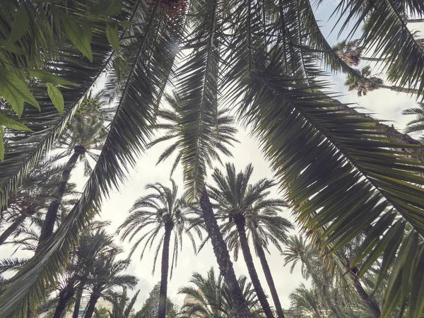 Retro palm tree against sky at sunset light. Tropical background with palm trees