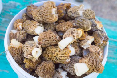 Morel mantar beyaz bir kova içinde toplanan