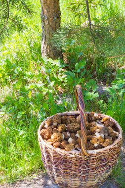 Toplanan mantar morels yalan bir hasır sepet