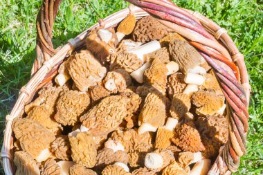 Toplanan mantar morels yalan bir hasır sepet