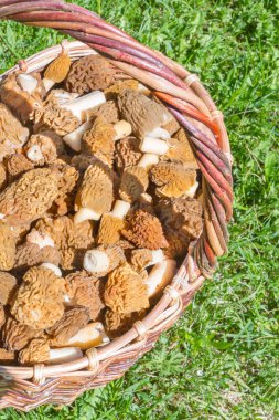 Toplanan mantar morels yalan bir hasır sepet