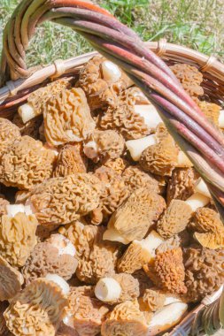 Toplanan mantar morels yalan bir hasır sepet