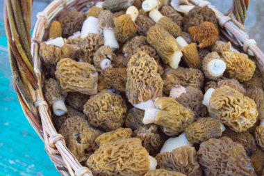 Toplanan mantar morels yalan bir hasır sepet