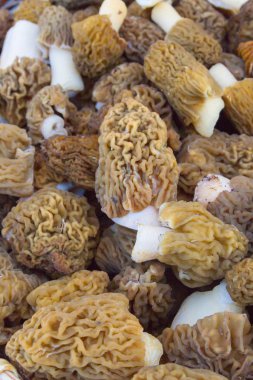Toplanan mantar morels yalan bir hasır sepet