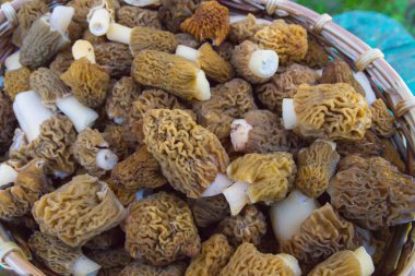Toplanan mantar morels yalan bir hasır sepet