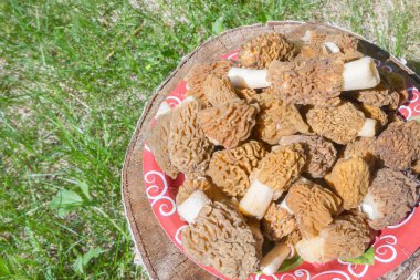Toplanan mantar morels bir güdük bir plaka üzerinde