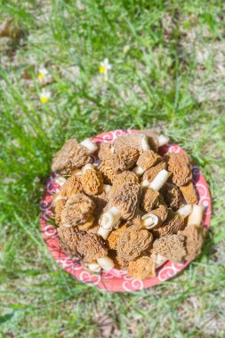 Toplanan mantar morels bir güdük bir plaka üzerinde