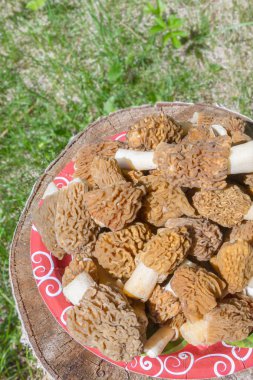 Toplanan mantar morels bir güdük bir plaka üzerinde