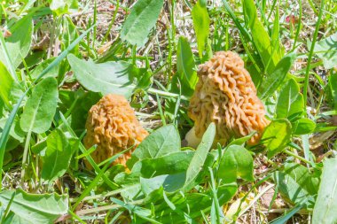 Mantar morels ormanda yeşil çimenlerin üzerinde büyümek.