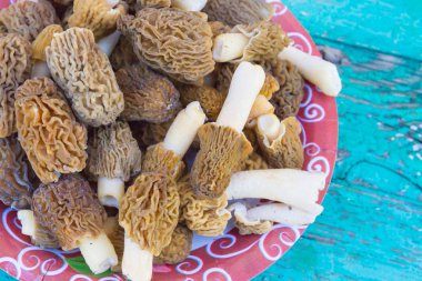 Morel mantar sadece plaka üzerinde toplanır