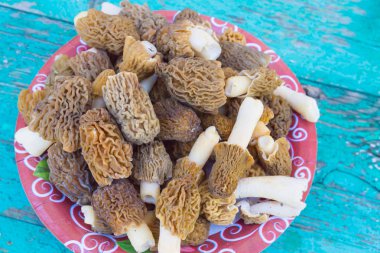 Morel mantar sadece plaka üzerinde toplanır