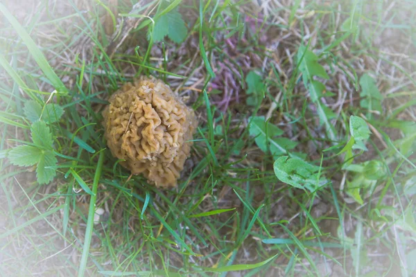 Morillas Hongos Crecen Bosque Hierba Verde — Foto de Stock