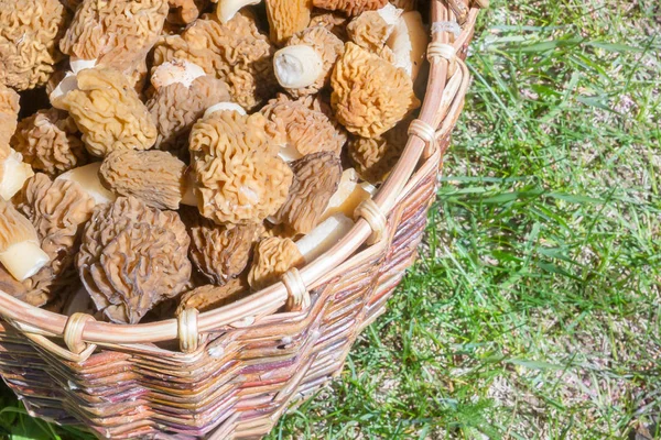 Toplanan mantar morels yalan bir hasır sepet